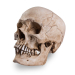 Skull Shoppe- Adult Male East Indian (With Deviated Septum)