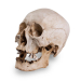 Skull Shoppe- Elderly Male Asian