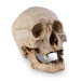 Skull Shoppe- Elderly Male Asian